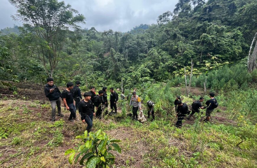 Operasi Gabungan Polda Sumsel Bongkar Ladang Ganja 20&hellip;