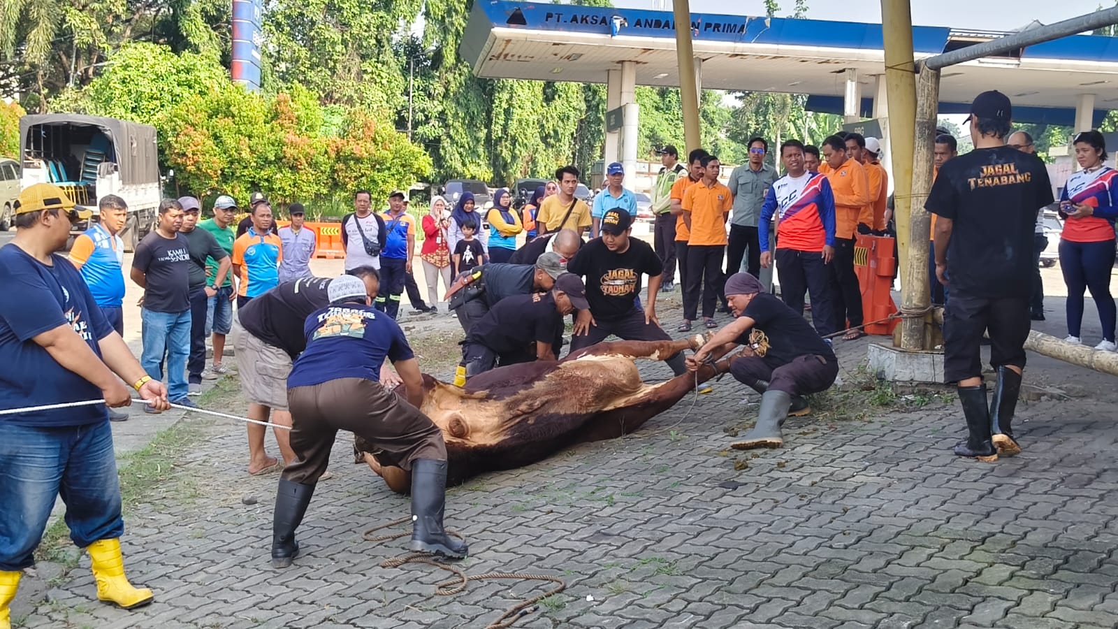 Dishub DKI Jakarta Tebar Kepedulian di Iduladha 1447 H, Salurkan 41 Sapi dan 15 Kambing untuk Ribuan Warga
