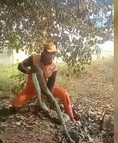 Ular Sanca 4 Meter Berkeliaran Dekat Permukiman Warga Duren Sawit, Dievakuasi PPSU